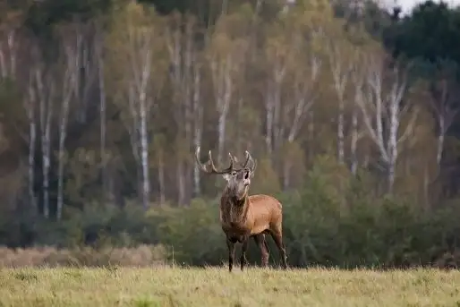 Mazurskie jelenie na zdjęciach Jana Olchówki - zdjęcie 8