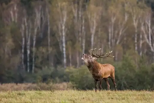 Mazurskie jelenie na zdjęciach Jana Olchówki - zdjęcie 7