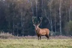 Mazurskie jelenie na zdjęciach Jana Olchówki - zdjęcie 3