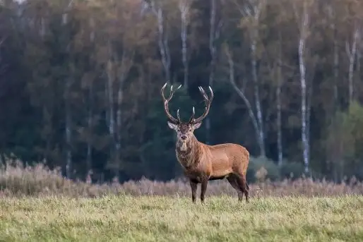 Mazurskie jelenie na zdjęciach Jana Olchówki - zdjęcie 3