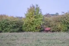 Mazurskie jelenie na zdjęciach Jana Olchówki - zdjęcie 1