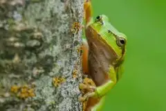 Mazurska rzekotka drzewna na zdjęciach Jana Olchówki - zdjęcie 65