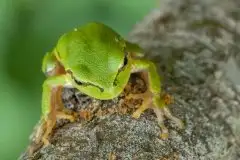 Mazurska rzekotka drzewna na zdjęciach Jana Olchówki - zdjęcie 64