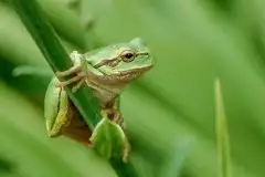 Mazurska rzekotka drzewna na zdjęciach Jana Olchówki - zdjęcie 56