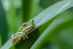 Mazurska rzekotka drzewna na zdjęciach Jana Olchówki - zdjęcie 55