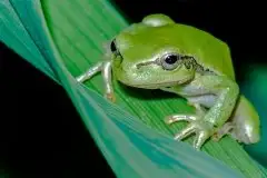 Mazurska rzekotka drzewna na zdjęciach Jana Olchówki - zdjęcie 52