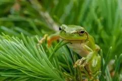 Mazurska rzekotka drzewna na zdjęciach Jana Olchówki - zdjęcie 51