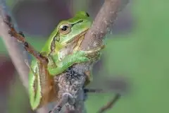 Mazurska rzekotka drzewna na zdjęciach Jana Olchówki - zdjęcie 49