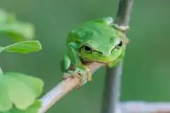 Mazurska rzekotka drzewna na zdjęciach Jana Olchówki - zdjęcie 48