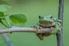 Mazurska rzekotka drzewna na zdjęciach Jana Olchówki - zdjęcie 45