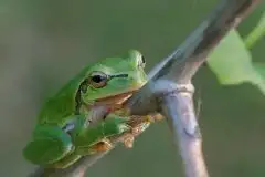 Mazurska rzekotka drzewna na zdjęciach Jana Olchówki - zdjęcie 37