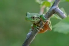 Mazurska rzekotka drzewna na zdjęciach Jana Olchówki - zdjęcie 36