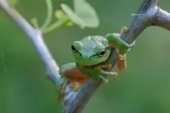 Mazurska rzekotka drzewna na zdjęciach Jana Olchówki - zdjęcie 35