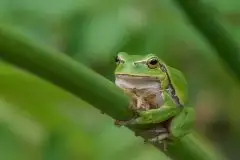 Mazurska rzekotka drzewna na zdjęciach Jana Olchówki - zdjęcie 29