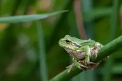 Mazurska rzekotka drzewna na zdjęciach Jana Olchówki - zdjęcie 25