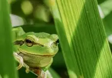 Mazurska rzekotka drzewna na zdjęciach Jana Olchówki - zdjęcie 23