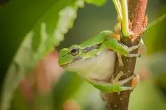 Mazurska rzekotka drzewna na zdjęciach Jana Olchówki - zdjęcie 21