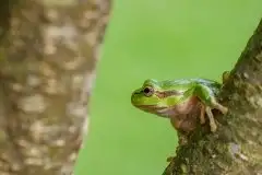 Mazurska rzekotka drzewna na zdjęciach Jana Olchówki - zdjęcie 13