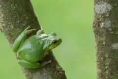 Mazurska rzekotka drzewna na zdjęciach Jana Olchówki - zdjęcie 11