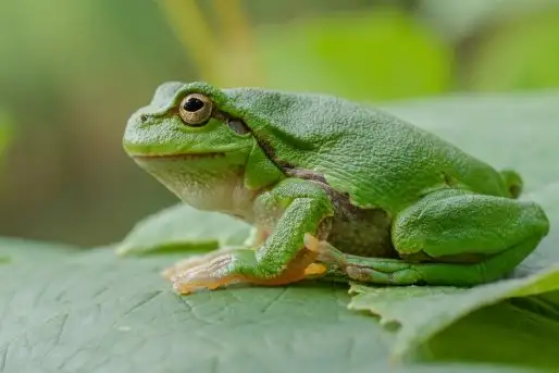 Mazurska rzekotka drzewna na zdjęciach Jana Olchówki - zdjęcie 7