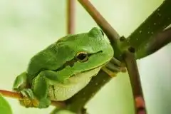 Mazurska rzekotka drzewna na zdjęciach Jana Olchówki - zdjęcie 4