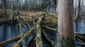 Mazurska przyroda budzi się do życia na zdjęciach Stanisława Sielewicza - zdjęcie 18