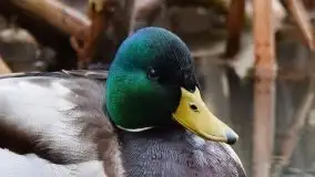 Mazurska przyroda budzi się do życia na zdjęciach Stanisława Sielewicza - zdjęcie 15