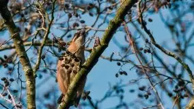 Mazurska przyroda budzi się do życia na zdjęciach Stanisława Sielewicza - zdjęcie 8