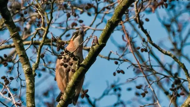 Mazurska przyroda budzi się do życia na zdjęciach Stanisława Sielewicza - zdjęcie 8