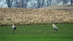Mazurska przyroda budzi się do życia na zdjęciach Stanisława Sielewicza - zdjęcie 5