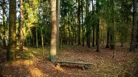 Mazurski las w okolicach Kruklina, luty 2020 - zdjęcie 11