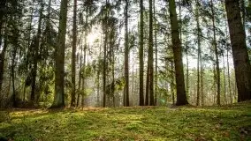 Mazurski las w okolicach Kruklina, luty 2020 - zdjęcie 13