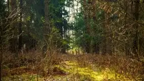 Mazurski las w okolicach Kruklina, luty 2020 - zdjęcie 12