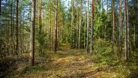 Mazurski las w okolicach Kruklina, luty 2020 - zdjęcie 43