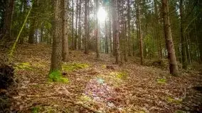 Mazurski las w okolicach Kruklina, luty 2020 - zdjęcie 40