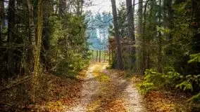 Mazurski las w okolicach Kruklina, luty 2020 - zdjęcie 46