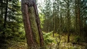 Mazurski las w okolicach Kruklina, luty 2020 - zdjęcie 51