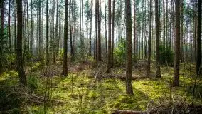 Mazurski las w okolicach Kruklina, luty 2020 - zdjęcie 52