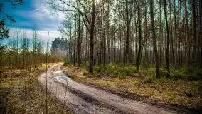 Mazurski las w okolicach Kruklina, luty 2020 - zdjęcie 48