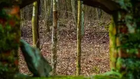 Mazurski las w okolicach Kruklina, luty 2020 - zdjęcie 57