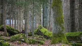 Wilczy Szaniec w Gierłoży zimą jeszcze lepiej widoczny - zdjęcie 53