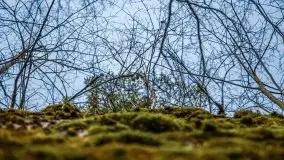 Wilczy Szaniec w Gierłoży zimą jeszcze lepiej widoczny - zdjęcie 112