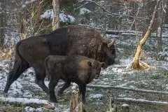 Mazurskie żubry na zdjęciach Janka Olchówki - zdjęcie 53