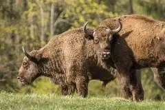 Mazurskie żubry na zdjęciach Janka Olchówki - zdjęcie 47