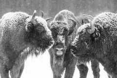 Mazurskie żubry na zdjęciach Janka Olchówki - zdjęcie 40