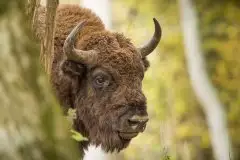 Mazurskie żubry na zdjęciach Janka Olchówki - zdjęcie 26