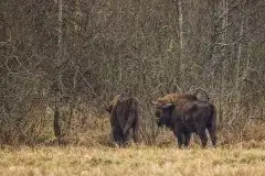 Mazurskie żubry na zdjęciach Janka Olchówki - zdjęcie 19