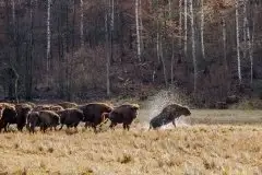 Mazurskie żubry na zdjęciach Janka Olchówki - zdjęcie 14