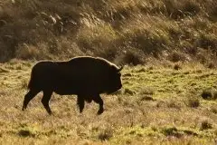 Mazurskie żubry na zdjęciach Janka Olchówki - zdjęcie 10