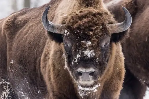 Mazurskie żubry na zdjęciach Janka Olchówki - zdjęcie 3
